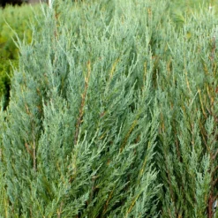 Skyrocket Junipers -Foliagez Sales Juniper Skyrocket 4 FGT