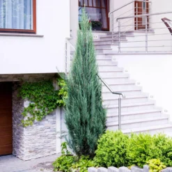 Skyrocket Junipers -Foliagez Sales Juniper Skyrocket 6 FGT