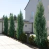 Skyrocket Junipers -Foliagez Sales Juniper Skyrocket FGT 600x600 2cdeb0bc 6eb4 4a3f 8787 5cc38317b7d5