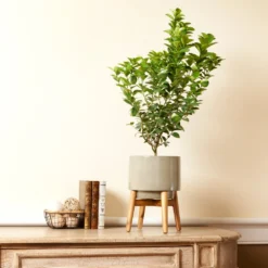 Meyer Lemon + Key Lime Bush Pack -Foliagez Sales Key Lime Bush 4 e63a67f8 53df 467e af90 ae9e06436ddf