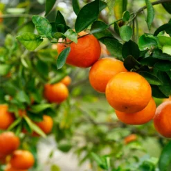 Kishu Mandarin Tree (Seedless) 9 Kishu Mandarin Tree (Seedless) -Foliagez Sales Kishu Mandarin Tree 4