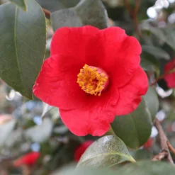 Korean Fire Camellia Shrub -Foliagez Sales Korean Fire Camellia 3