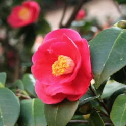 Korean Fire Camellia Shrub -Foliagez Sales Korean Fire Camellia 5 FGT