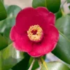 Korean Fire Camellia Shrub -Foliagez Sales Korean Fire Camellia FGT 600x600 a9e192f0 5d14 41bb 81e0 69b14654d63e
