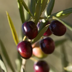 Koroneiki Greek Olive Tree 8 Koroneiki Greek Olive Tree -Foliagez Sales Koroneiki Olive 2 FGT