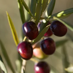 Koroneiki Greek Olive Tree - USDA Organic -Foliagez Sales Koroneiki Olive 2 FGT db93b214 428c 4733 979d a70f1f9b9f7f