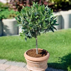 Koroneiki Greek Olive Tree 9 Koroneiki Greek Olive Tree -Foliagez Sales Koroneiki Olive 3