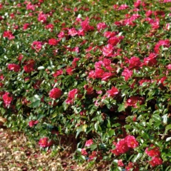 Kramers Camellia Shrub 9 Kramers Camellia Shrub -Foliagez Sales Kramers Camellia FGT 1