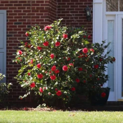 Kramers Camellia Shrub 8 Kramers Camellia Shrub -Foliagez Sales Kramers Camellia FGT 5