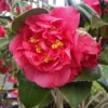 Kramers Camellia Shrub -Foliagez Sales Kramers Camellia FGT 600x600 b6ff6f90 18d4 4af6 8a42 ce6318e1b77d