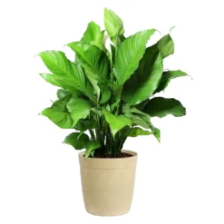 Peace Lily Plant -Foliagez Sales LIL PEA.10 Beige Delilah