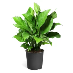 Peace Lily Plant -Foliagez Sales LIL PEA.10 standard pot 421927a6 487e 4f52 aef6 f750e8649b2b