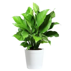 Peace Lily Plant -Foliagez Sales LIL PEA.10 white Delilah