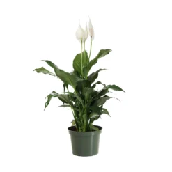 Peace Lily Plant -Foliagez Sales LIL PEA.6 scaled