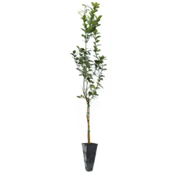 Key Lime Tree 16 Key Lime Tree -Foliagez Sales LIM KEY 34 C