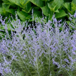 Lacey Blue Russian Sage -Foliagez Sales Lacey Blue Russian Sage 1