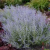 Lacey Blue Russian Sage -Foliagez Sales Lacey Blue RussianSage FGT 600x600 1211fea1 fd43 4223 9d47 6ec57d98d1a8