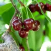 Cherry Pollinator Pack 1 Cherry Pollinator Pack -Foliagez Sales Lapins Cherry Tree BB 600x600 14d644b0 a96f 42f7 881b d9835ccbefab
