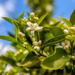 Lane Late Navel Orange 9 Lane Late Navel Orange -Foliagez Sales Late Lane Orange 1