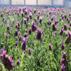 Lavender Standard Topiary Tree -Foliagez Sales Lavender Trees 1