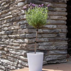 Lavender Standard Topiary Tree -Foliagez Sales Lavender Trees 2