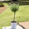 Lavender Standard Topiary Tree 1 Lavender Standard Topiary Tree -Foliagez Sales Lavender Trees 600x600 2