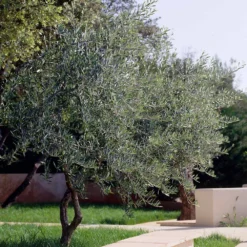 Lecciana Olive Tree -Foliagez Sales Lecciana Olive Tree 3