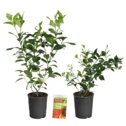 Meyer Lemon + Key Lime Bush Pack -Foliagez Sales Lemon and LimeBushes 2