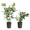 Meyer Lemon + Key Lime Bush Pack 2 Meyer Lemon + Key Lime Bush Pack -Foliagez Sales Lemon and LimeBushes 600x600 f4eb854f 8bc3 4a71 97e4 c0c5ff000e80