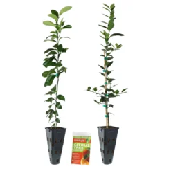 Meyer Lemon + Key Lime Tree Pack 13 Meyer Lemon + Key Lime Tree Pack -Foliagez Sales Lemon and LimeTrees2