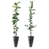 Meyer Lemon + Key Lime Tree Pack -Foliagez Sales Lemon and LimeTrees 600x600 7e66b743 a12b 4add 8d38 f0bb875cf7b0