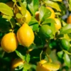 Lemon-Lime Citrus Bush -Foliagez Sales Lemon Lime Tree 600x600 21dd269a 3597 4ba1 a9b9 5a0b25c8cee4
