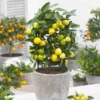 Limequat Citrus Tree -Foliagez Sales Limequat FGT 600x600 a92ccace c4ae 4bc6 a976 3c1e0bd252e5