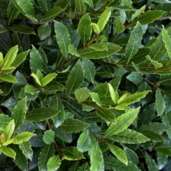 Little Ragu® Sweet Bay Shrub 8 Little Ragu® Sweet Bay Shrub -Foliagez Sales Little Ragu Sweet Bay 2