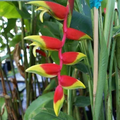 Lobster Claw Plant -Foliagez Sales Lobster Claw 6