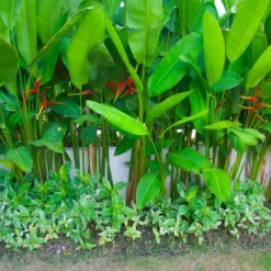 Lobster Claw Plant -Foliagez Sales Lobster Claw 9