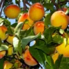 Loring Peach Tree (USDA Organic) 1 Loring Peach Tree (USDA Organic) -Foliagez Sales Loring Peach 600x600 bcd54c64 5541 46c2 a509 5c41a78c8801