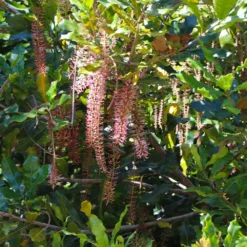 Macadamia Nut Tree -Foliagez Sales Macadamia Nut Tree 2