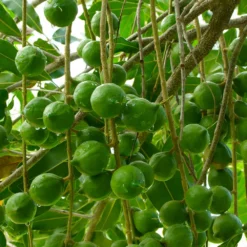 Macadamia Nut Tree -Foliagez Sales Macadamia Nut Tree 3