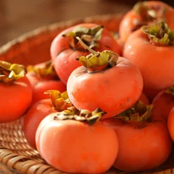 Weeping Persimmon -Foliagez Sales Magic Fountain Weeping Persimmon 2