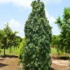 Weeping Persimmon -Foliagez Sales Magic Fountain Weeping Persimmon 600x600 bc23161f b03d 405c b030 48913a5cb84e