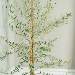 Manzanillo Olive Tree 7 Manzanillo Olive Tree -Foliagez Sales Manzanilla Olive Tree 2