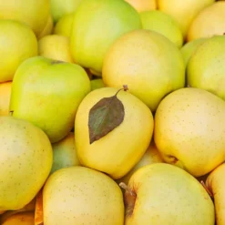 Mutsu (Crispin) Apple Tree -Foliagez Sales Matsu Crispin Apple 2 911ff493 b5f3 4735 b48a e3117551cc55