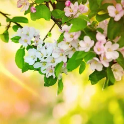 Mutsu (Crispin) Apple Tree -Foliagez Sales Matsu Crispin Apple 5 dca4ed85 2ad7 4328 a42e 52262a2a9672