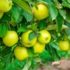 Mutsu (Crispin) Apple Tree 1 Mutsu (Crispin) Apple Tree -Foliagez Sales Matsu Crispin Apple FGT 600x600 31b2f457 949b 4f71 b323 53f2e2977f18
