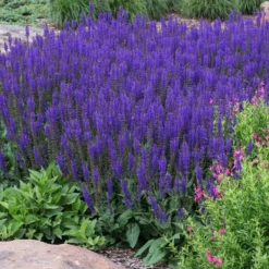 May Night Salvia -Foliagez Sales May Night Salvia sage 2 FGT