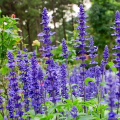 May Night Salvia -Foliagez Sales May Night Salvia sage 4