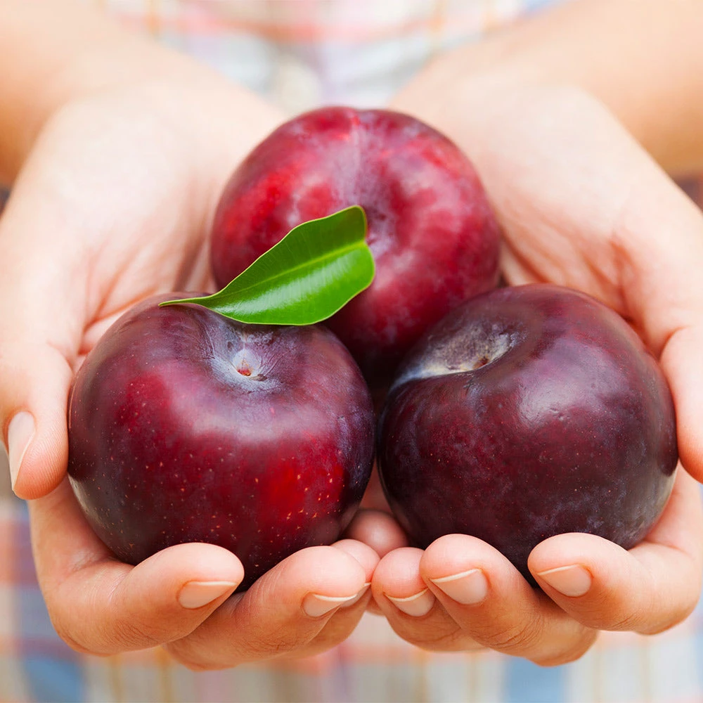 Methley Plum Tree 5 Methley Plum Tree - Image 3