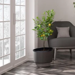 Meyer Lemon Tree - USDA Organic 13 Meyer Lemon Tree - USDA Organic -Foliagez Sales Meyer Lemon Tree 3 FGT b7562976 3142 4944 868e f1282fe437b5