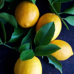 Meyer Lemon Tree - USDA Organic 14 Meyer Lemon Tree - USDA Organic -Foliagez Sales Meyer Lemon Tree 4 FGT 86c355b1 1806 432f bbab b2cdc2387094